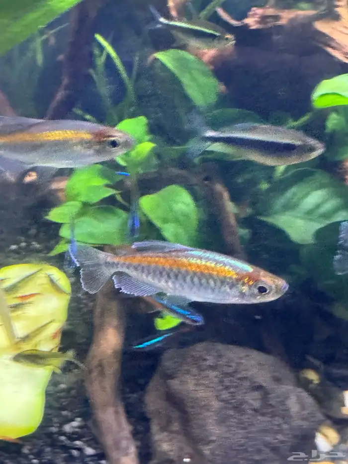 للبيع اسماك زينه كونقو تترا 1