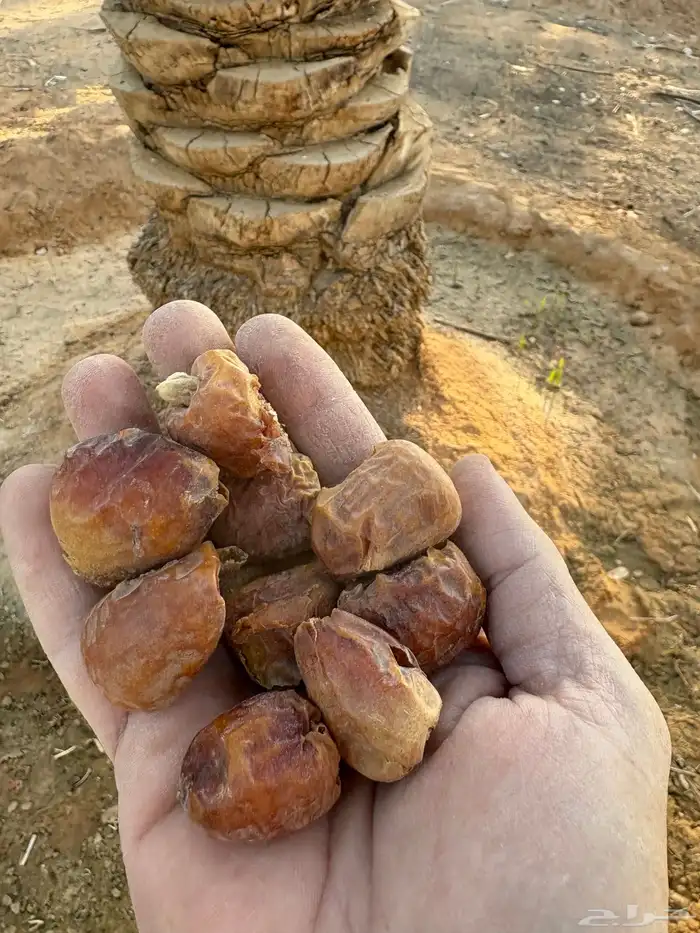 تمر علف ناشف للبيع 2