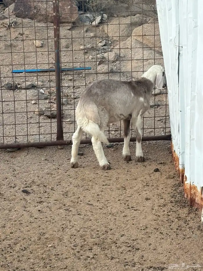 طلي مهجن تم البيع 0