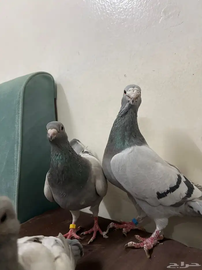 جوز حمام هومر مستوي عالي الصحه شرط 1