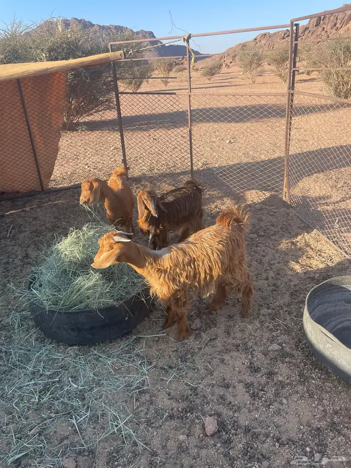 تيسين و عناف 0