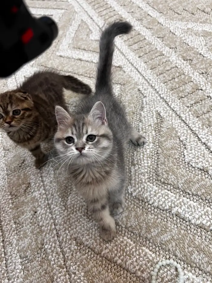 سكوتش انثى ستريت بيور رمادي مطعمه ب500 3