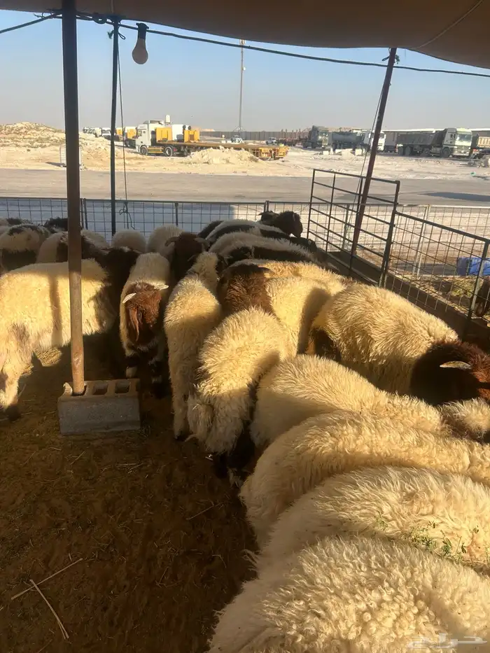 نعيم هرافي ونعيم جبر ووسط وحريات جبر ووسط وهرافي وتيوس عواض 3