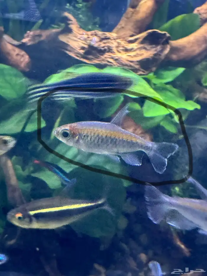 للبيع اسماك زينه كونقو تترا 0