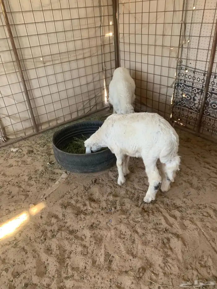 للبيع خروف او رخل صحه شرط 4