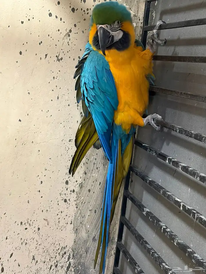 جوز مكاو حجم جامبو 4