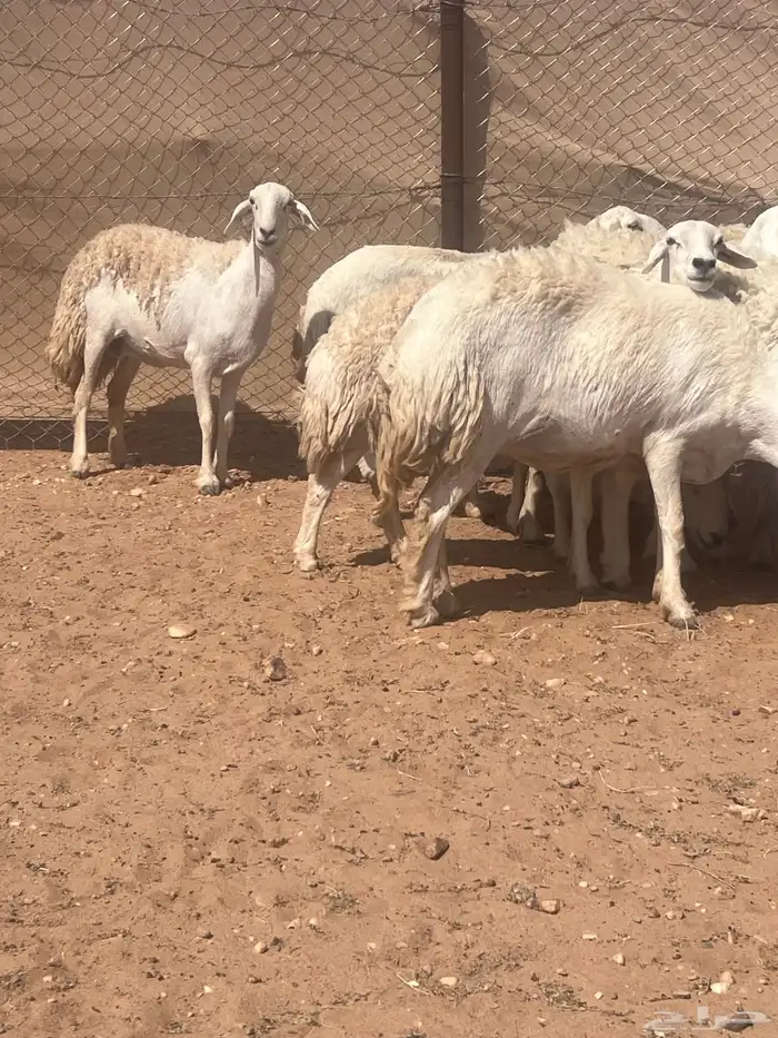 غنم حريات حرش كفو صنف فواخر دفيع ومضاريع للبيع 1