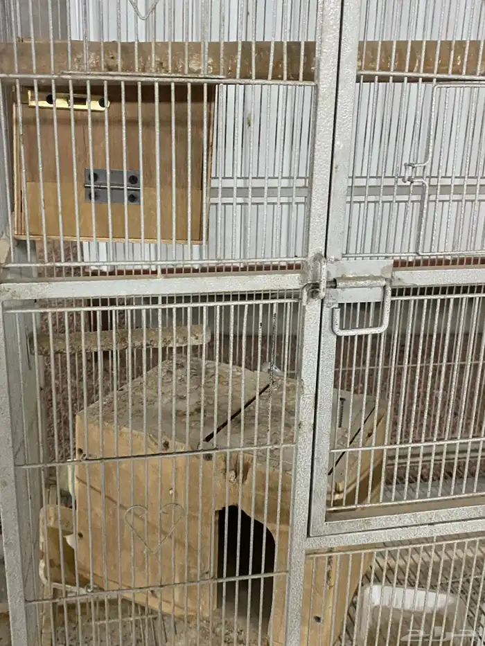 شبك بغبغاء 1