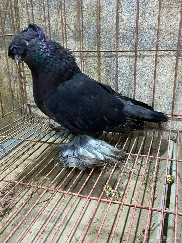 طيور زينه نجفي 3