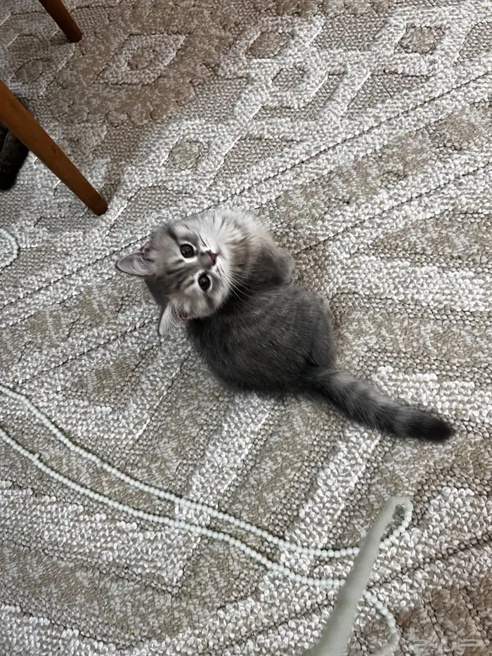 سكوتش انثى ستريت بيور رمادي مطعمه ب500 0