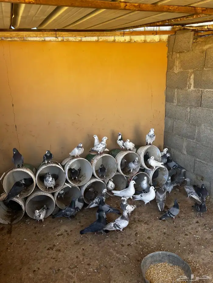 حمام مشكل باكستاني و زاجل 1