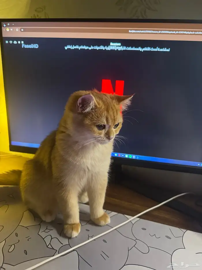 قطة للبيع السعر قابل للتفاوض ذكر سكوتش معقم ومطعم 7