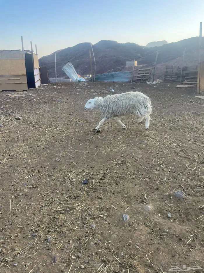 نعجه سديس شحم حايل ماتلد 0