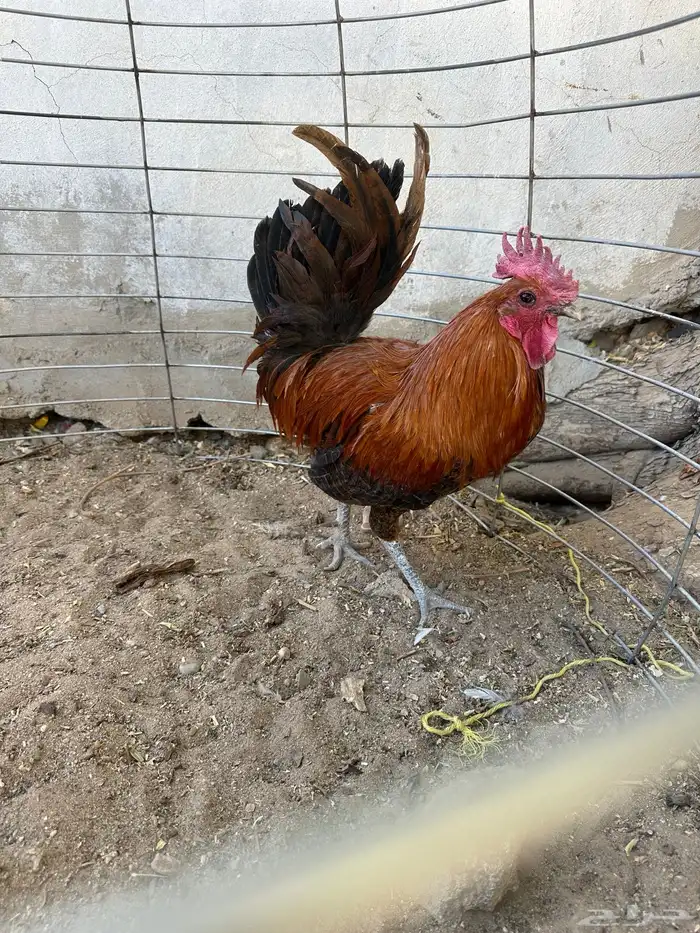 ديك فيومي حجم ولون نادر بالطبيعه شي افضل من التصوير 3