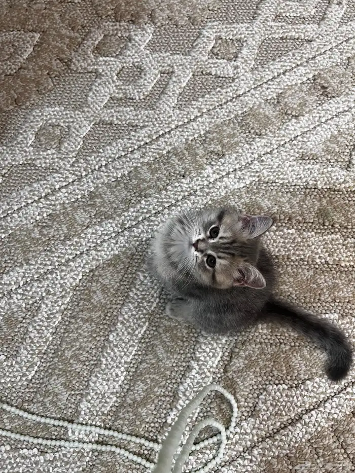 سكوتش انثى ستريت بيور رمادي مطعمه ب500 2