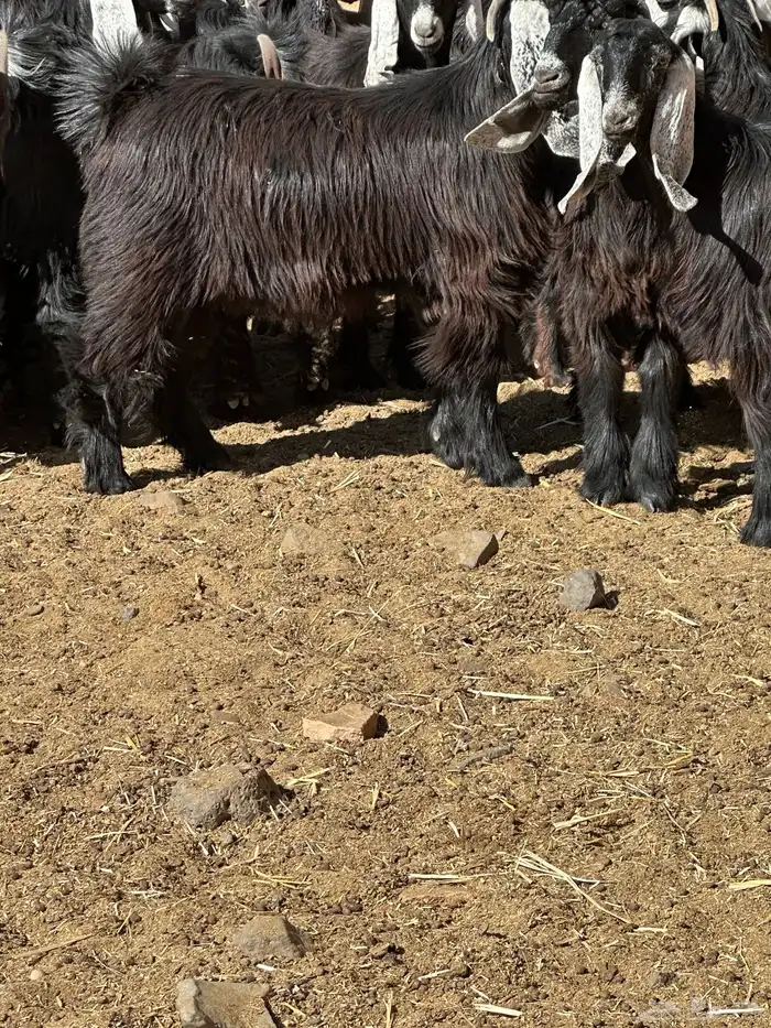 جفار وتيوس 12