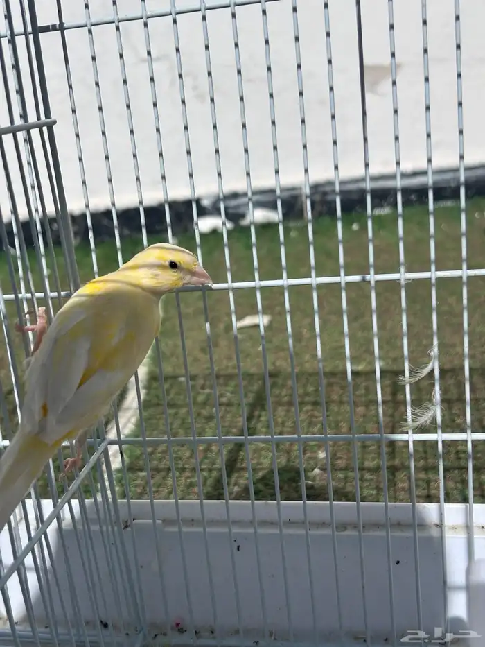 انثى كناري للبيع 0