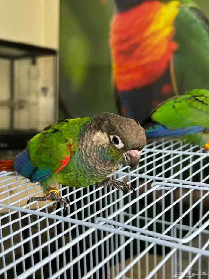 فرخين كنيور بيرلي نوادر 1