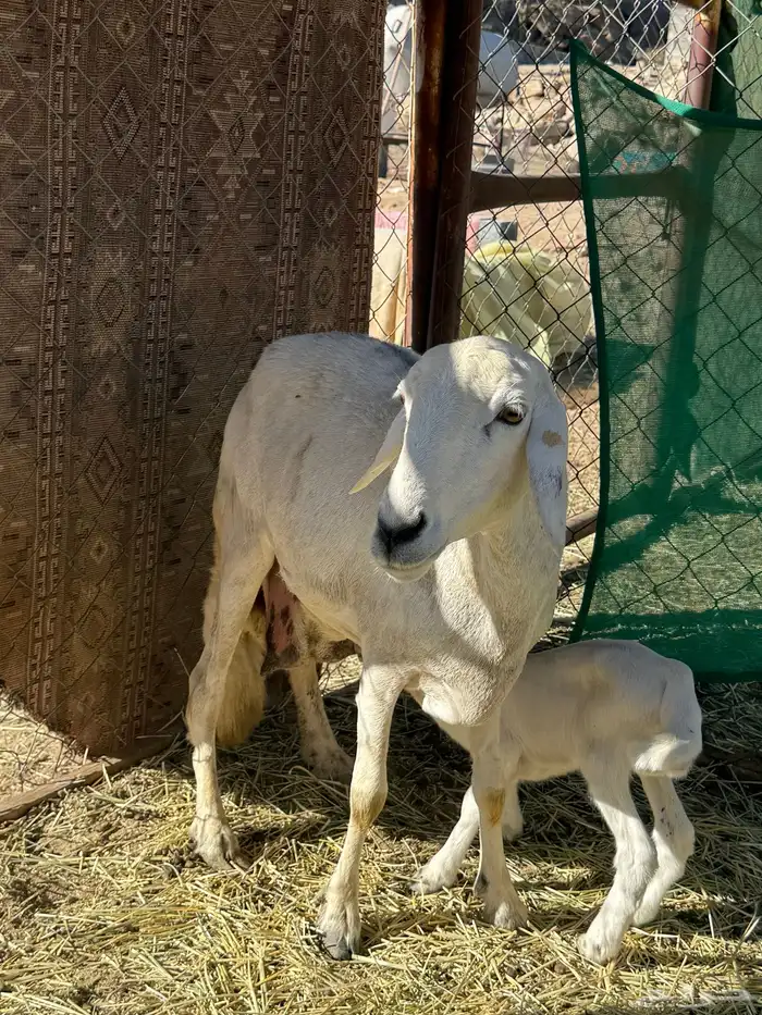 غنم صنف فاخر 11 عليها 13 ( تم البيع ) 3