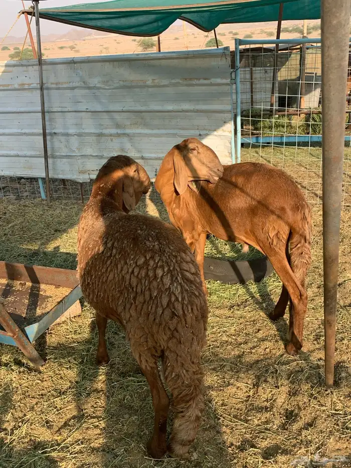 طليان سواكن ثنيان اوزان 0