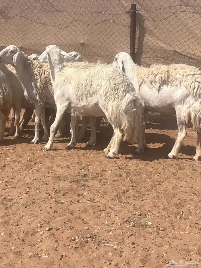 غنم حريات حرش كفو صنف فواخر دفيع ومضاريع للبيع 7