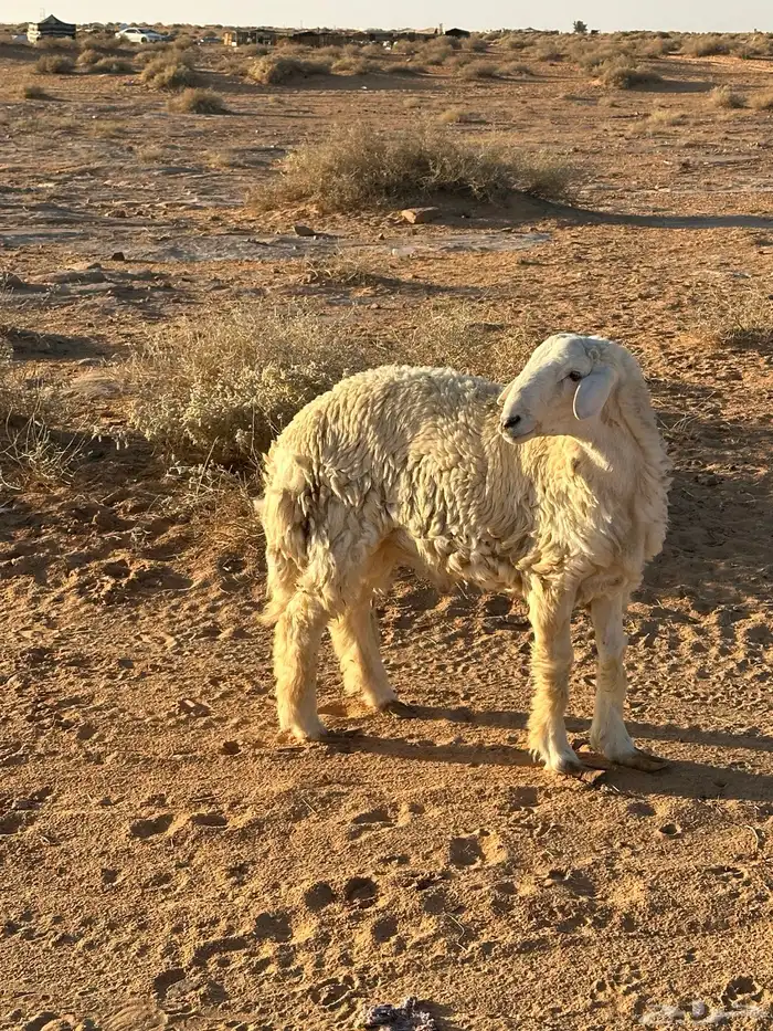 خروفين حري ونجدي 3