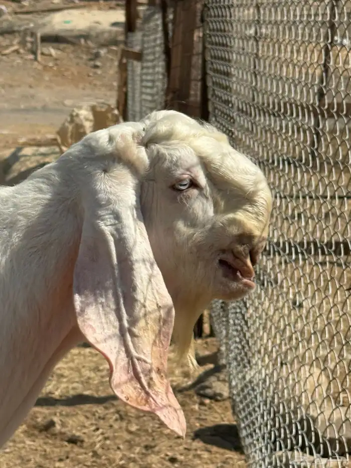 تيس هجين مشروع فحل توم ثلاثه 1