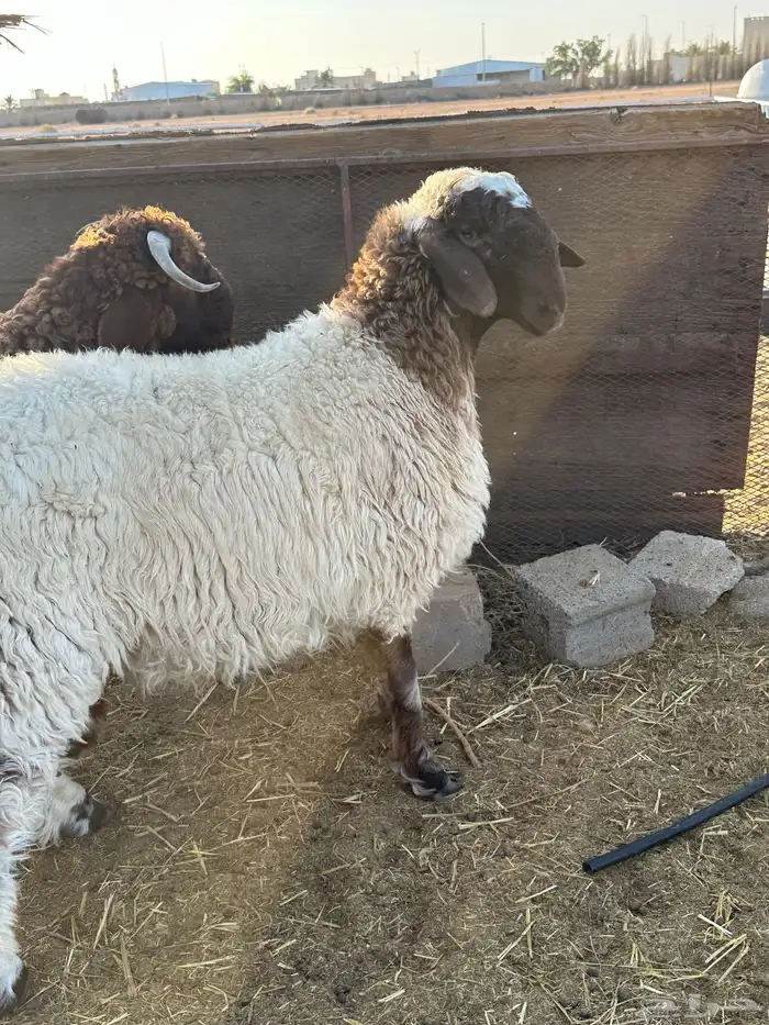 طليان نعيم فواخير 1