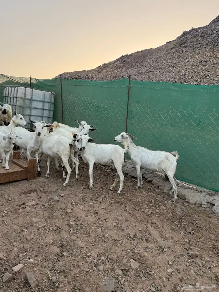 ماعز بيشيات مواليد 3