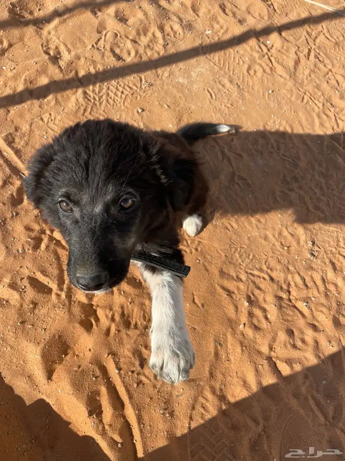 كلب للتبني 0