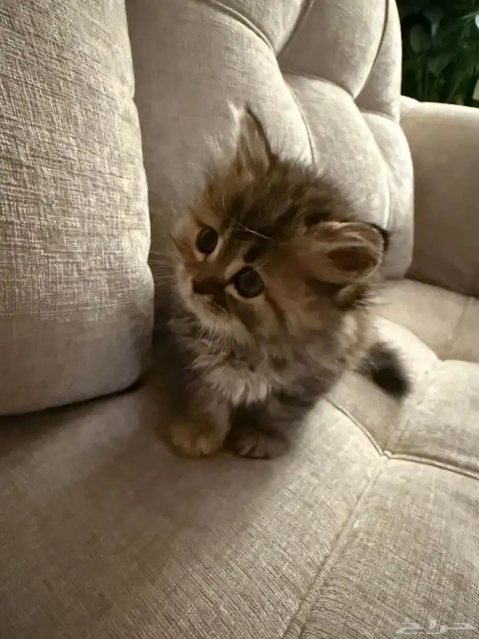 للبيع قطة شيرزايه 1