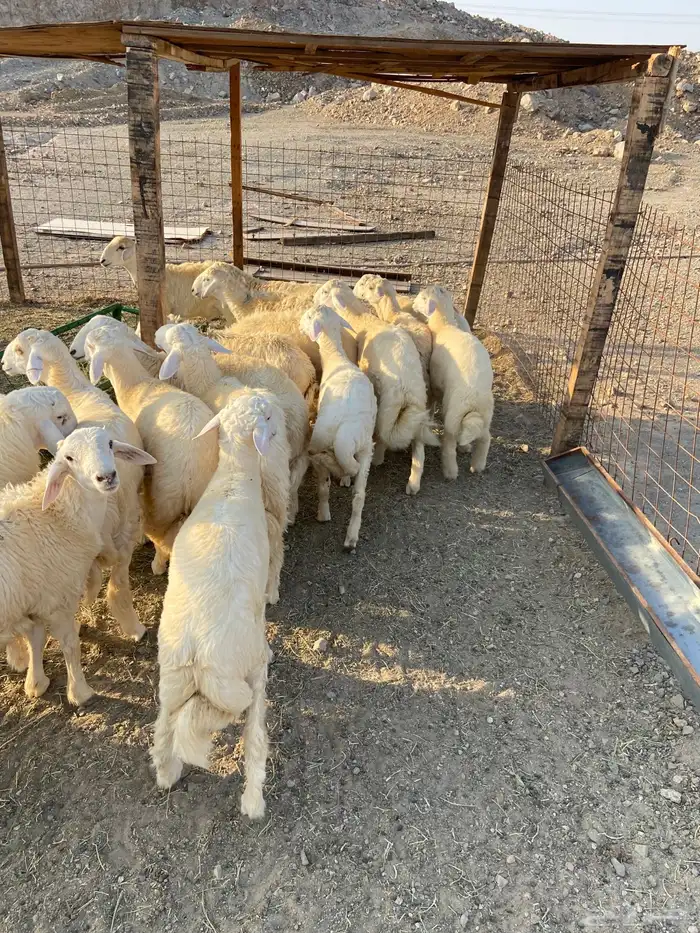 طليان ذبايح مناسبات و ذبائح ثلاجه 3