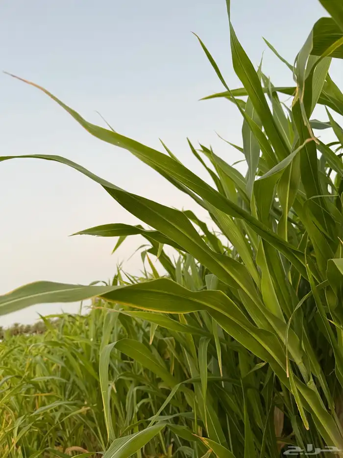 اعلاف ( ذرة ) جديد 1