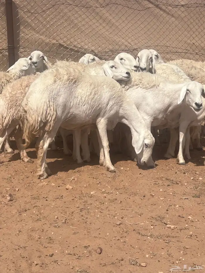 غنم حريات حرش كفو صنف فواخر دفيع ومضاريع للبيع 2