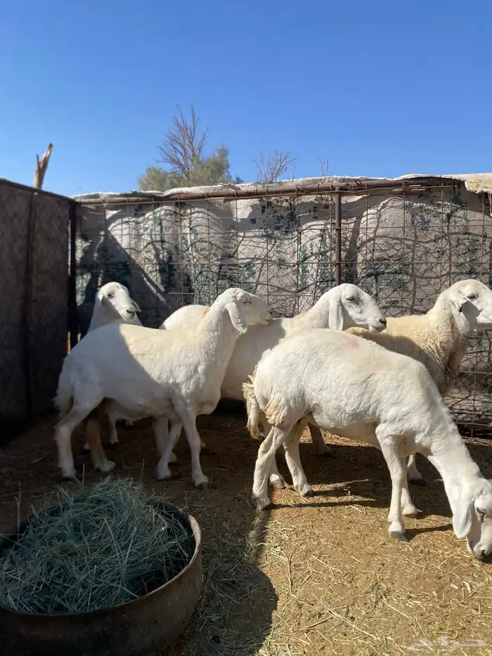 غنم حريه حيل 1