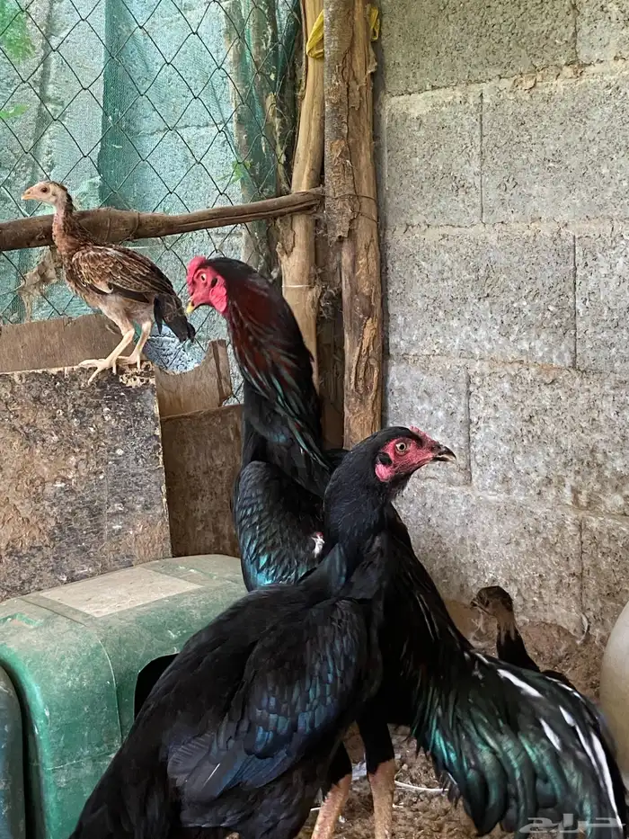 دجاج شامو الماني للبيع 0