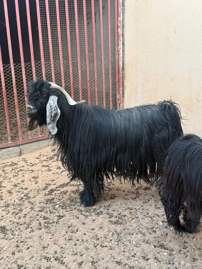 فحل تيس عارضي 0