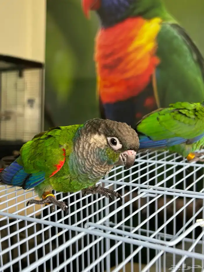 فرخين كنيور بيرلي نوادر 0