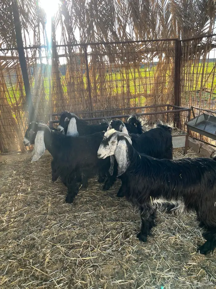 تيوس مخاصي 0