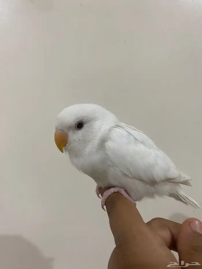 روز النوع البينو هدد تناديه يجيك يجي معه قفص علا السوم 0