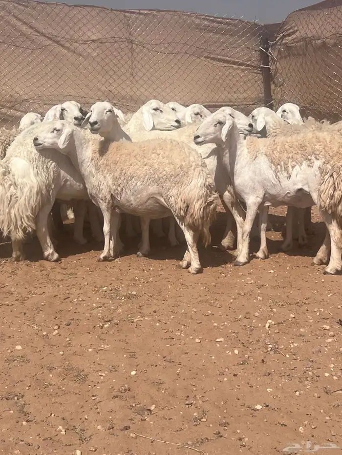 غنم حريات حرش كفو صنف فواخر دفيع ومضاريع للبيع 18
