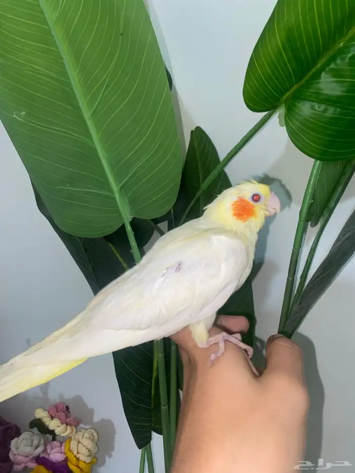 كروان لاتينو نهاية غر 0