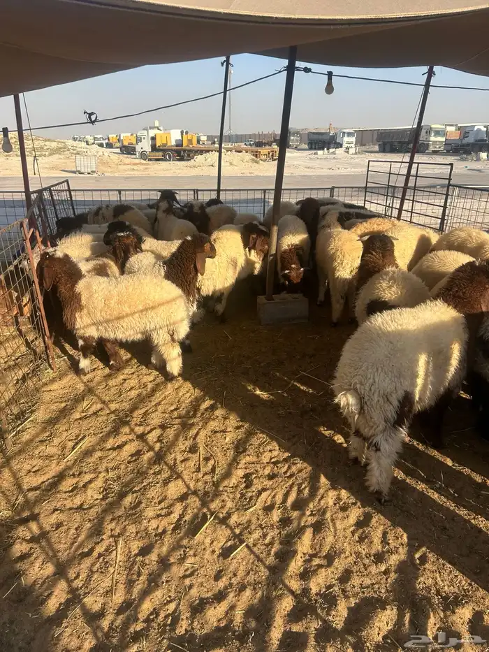 نعيم هرافي ونعيم جبر ووسط وحريات جبر ووسط وهرافي وتيوس عواض 4