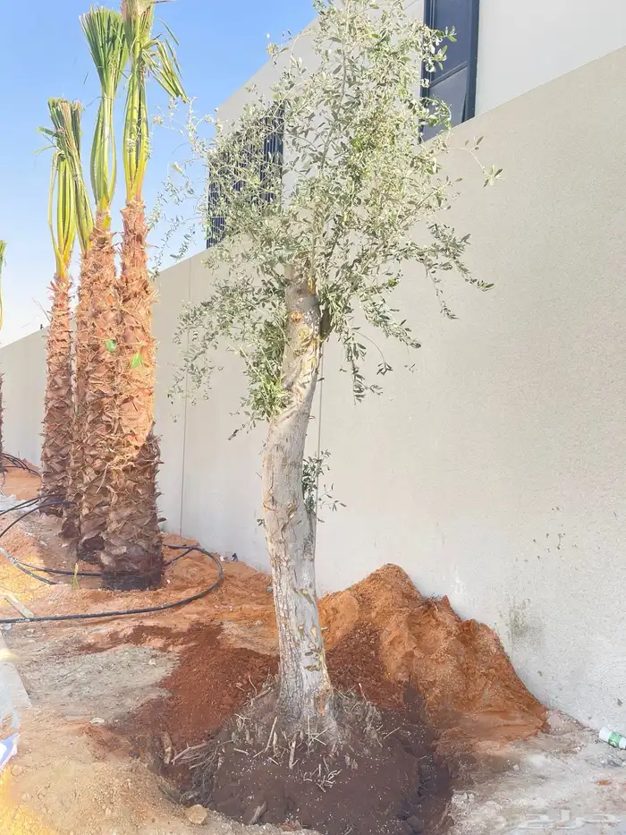 نخيل واشنطونياء زينه 0