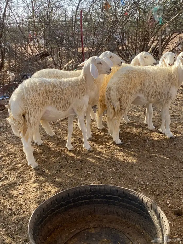 رخال مضاريع تم البيع 3