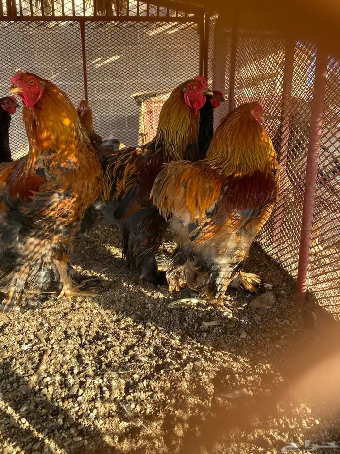 ديوك براهما 5