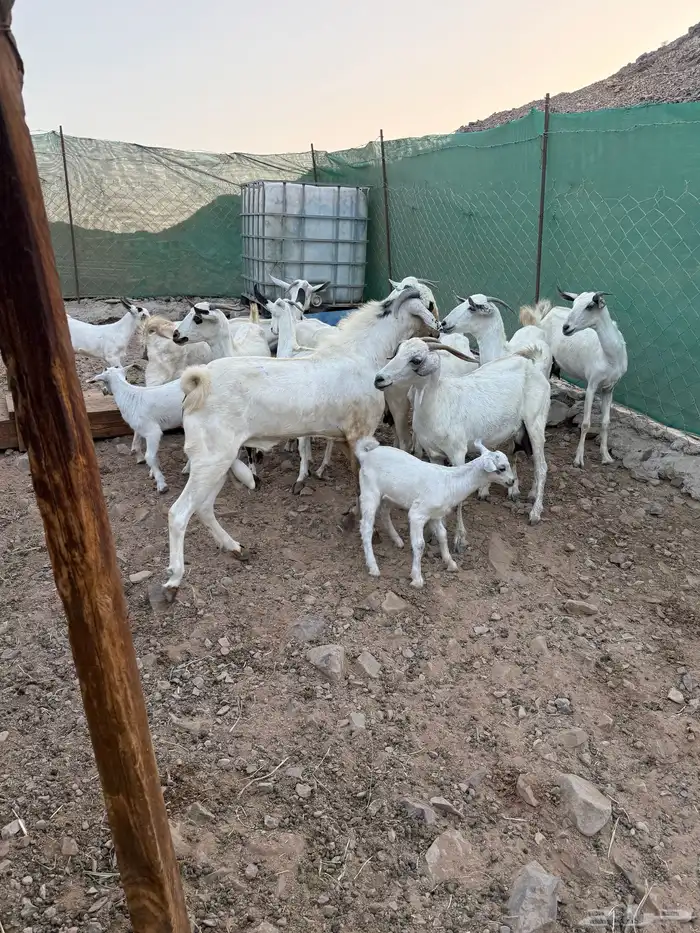 ماعز بيشيات مواليد 2