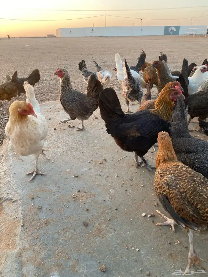 دجاج بلدي للبيع 1