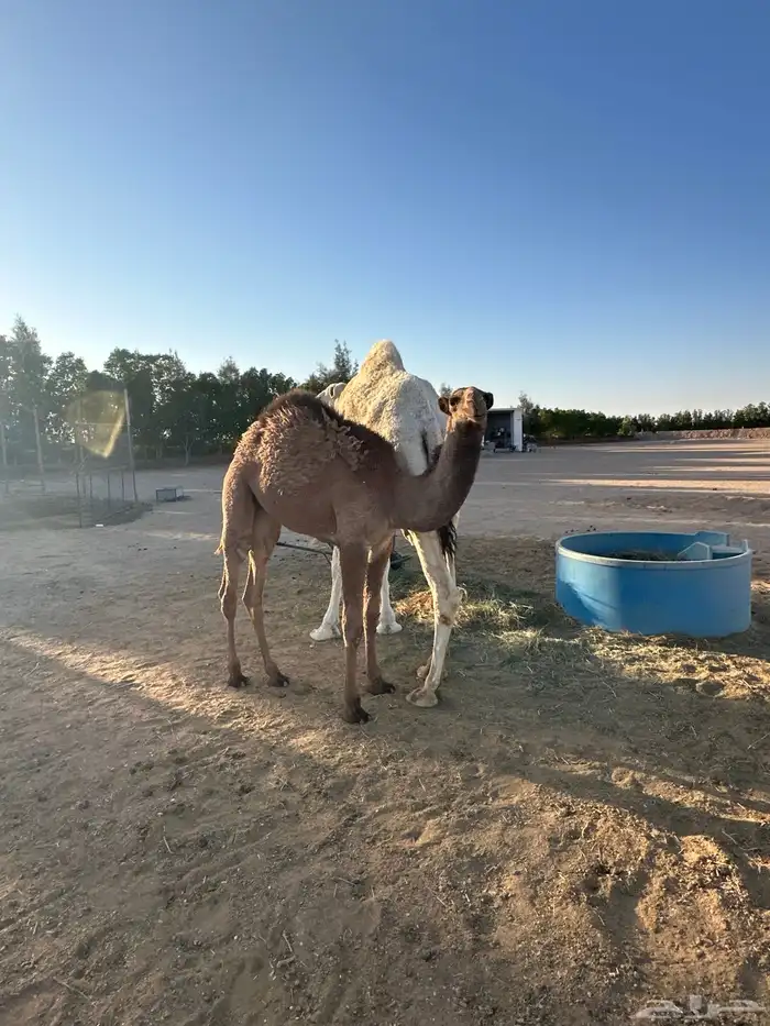 للبيع خلفه وضحا كفو تحتها بكره 7