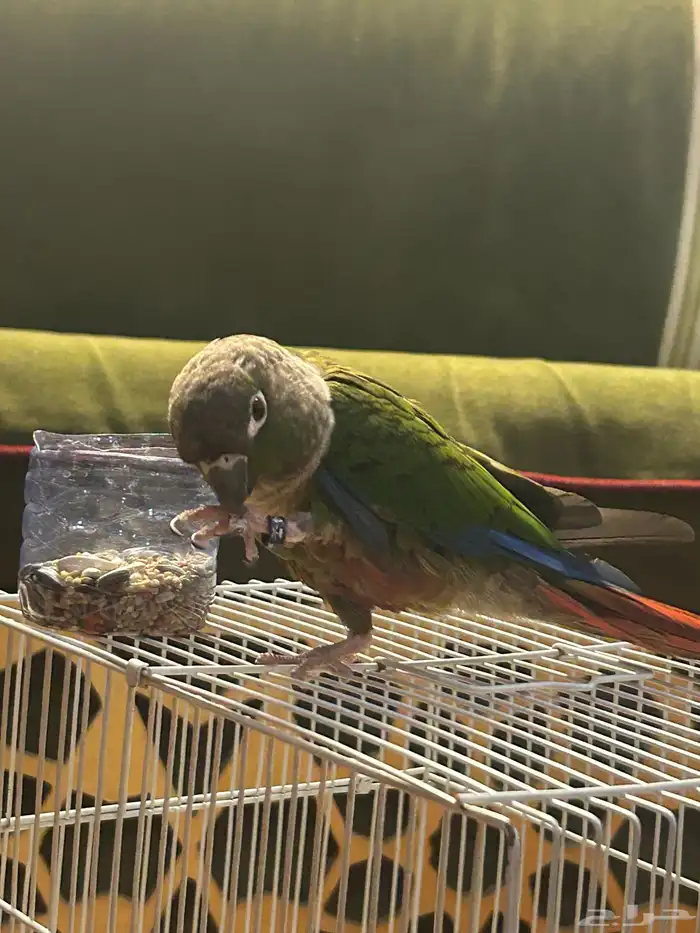 كنيور اليف 7